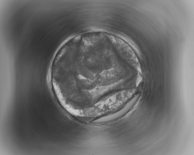 X0000101091198200807241001