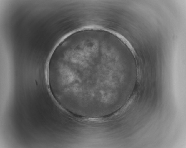 X0000101091295200807241000