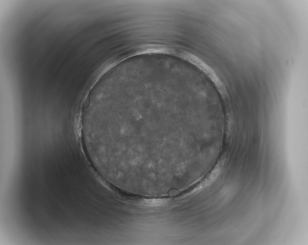 X0000101091377200807240959