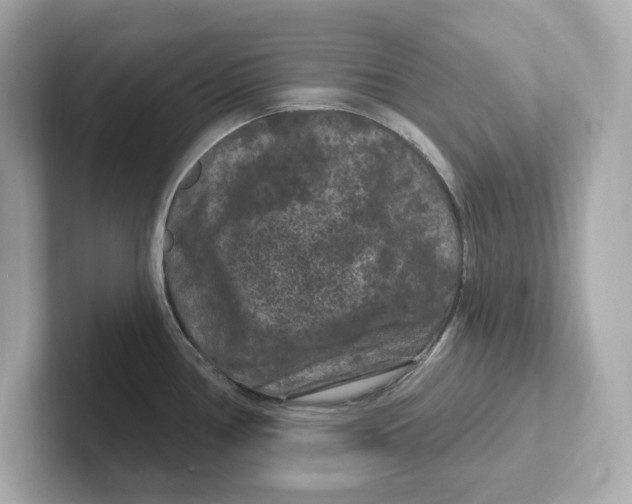 X0000101091386200807240959