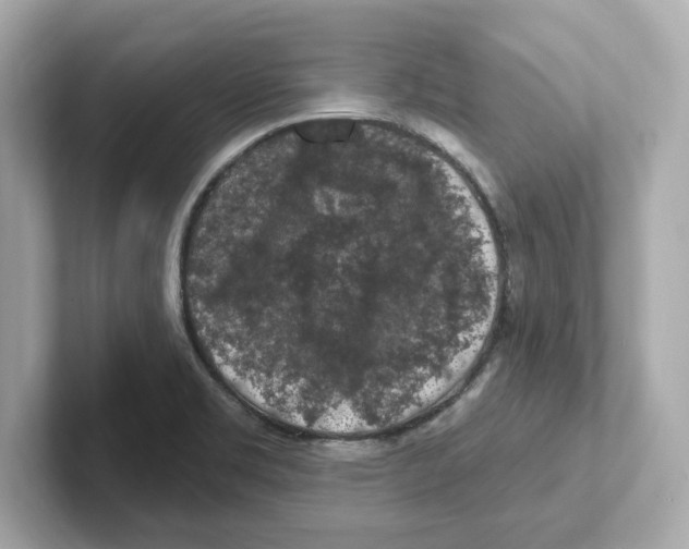 X0000101091469200807240958