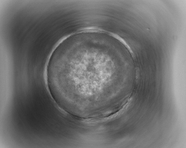 X0000101091474200807240957