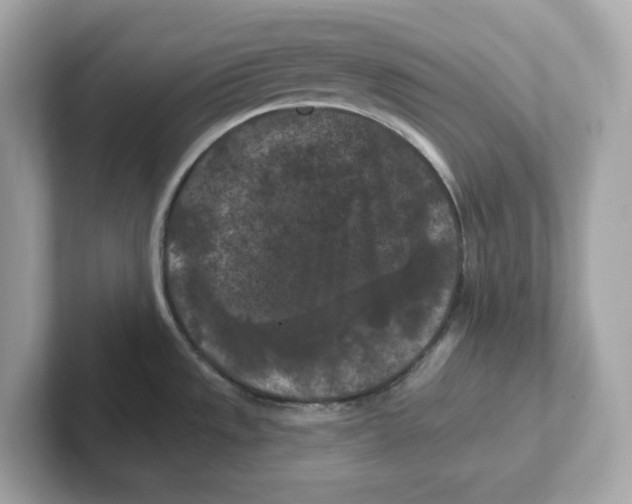 X0000101091533200807240957