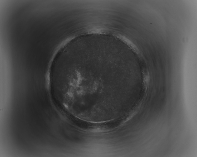 X0000101100678200806261513
