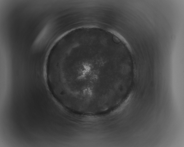 X0000101100935200806261509