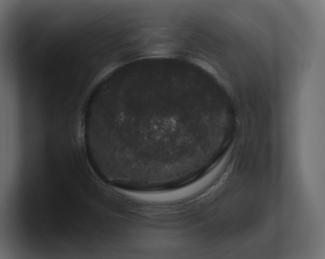 X0000101101450200806261502