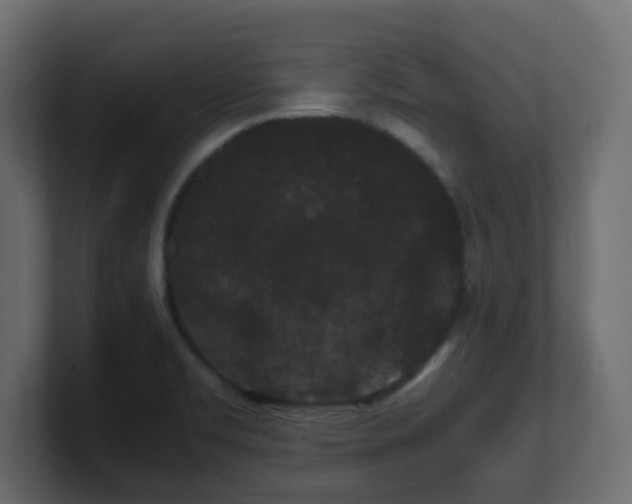 X0000101101469200806261502