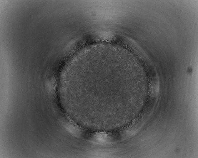 X0000101100701200807031751