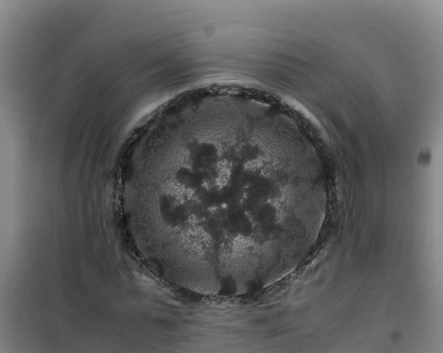 X0000101100775200807031750