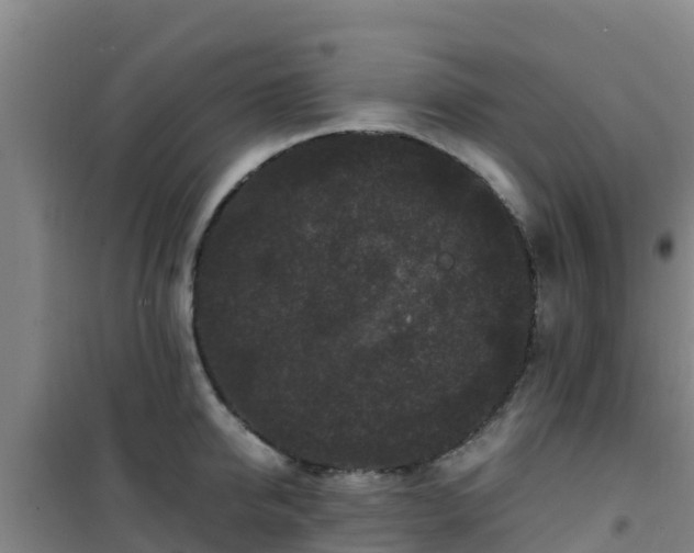 X0000101100950200807031747