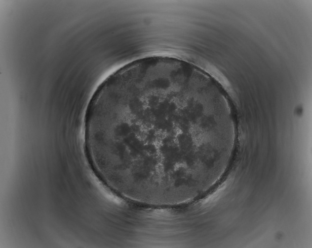 X0000101101028200807031745