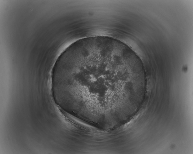 X0000101101031200807031745