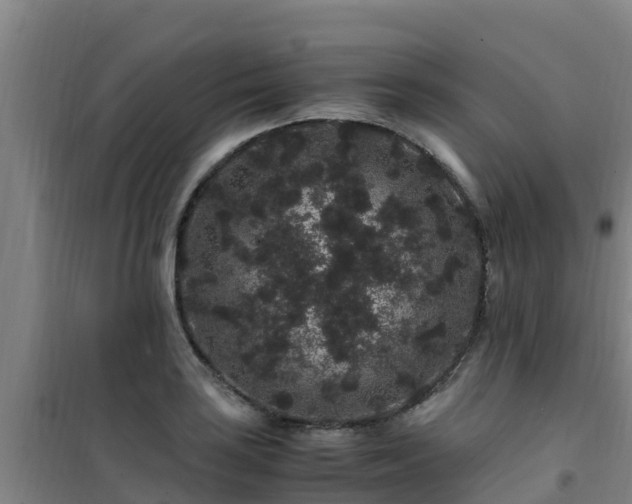 X0000101101035200807031745
