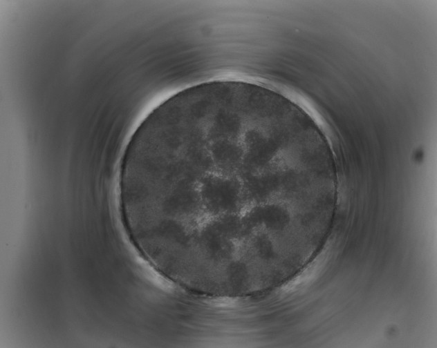 X0000101101048200807031745