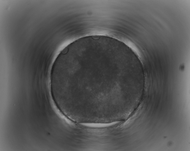 X0000101101088200807031744