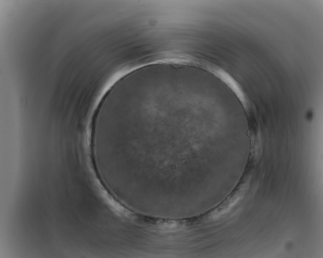 X0000101101099200807031744