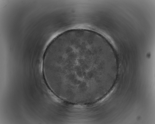 X0000101101224200807031742