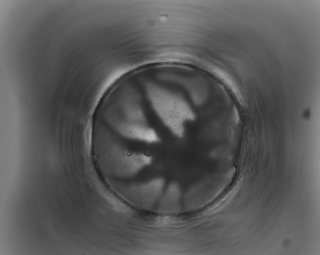 X0000101101275200807031742