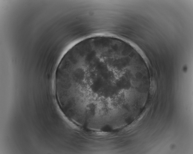 X0000101101295200807031741