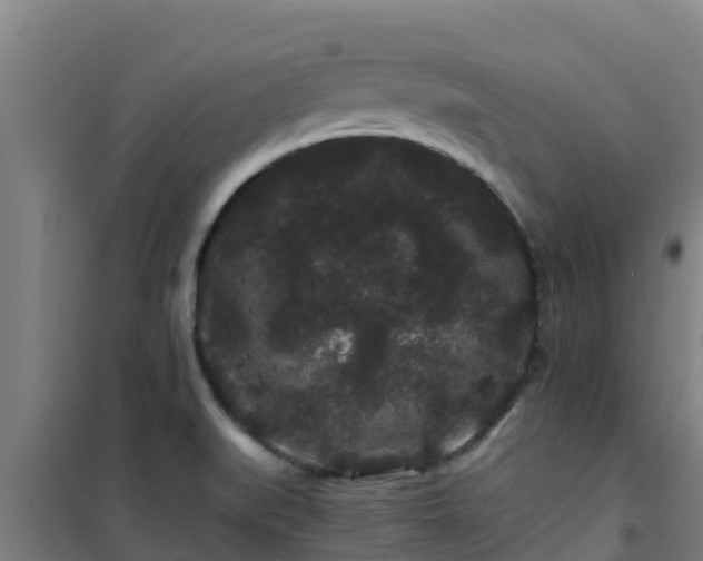 X0000101101519200807031738