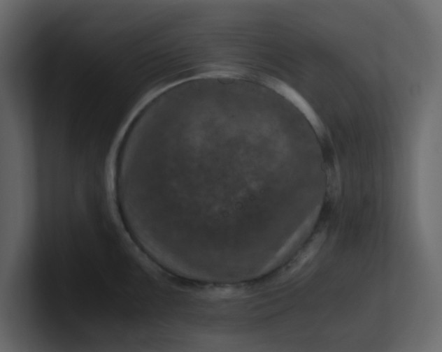 X0000101101099200807101442