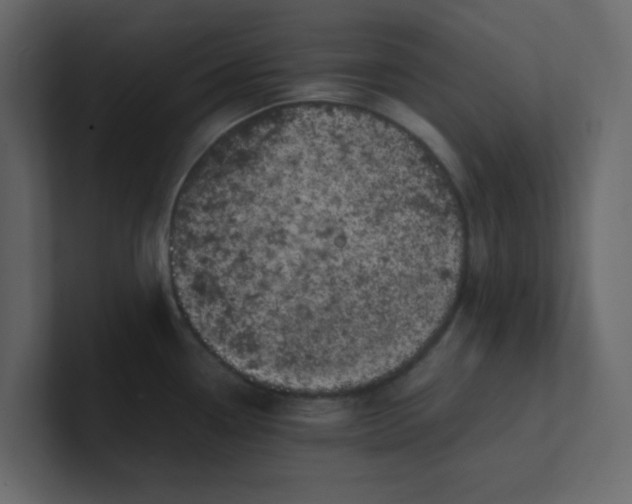 X0000101101338200807101439