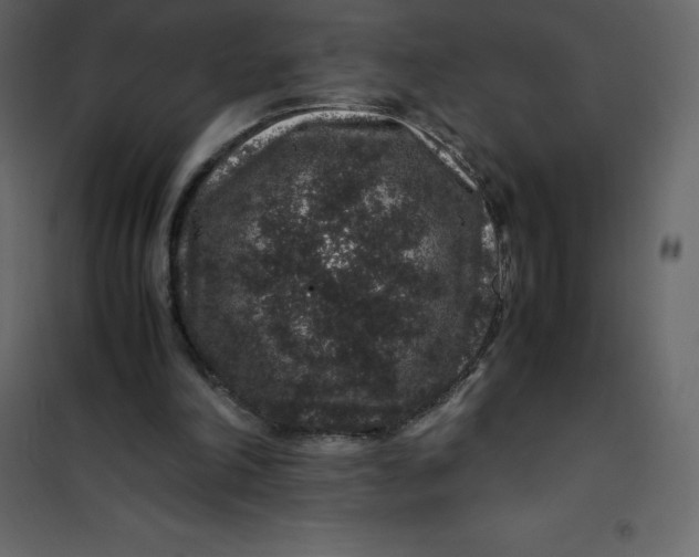 X0000101100198200807171920