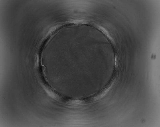 X0000101100205200807171920