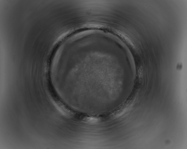 X0000101100352200807171917