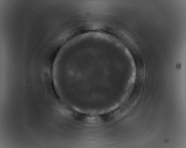 X0000101100415200807171917