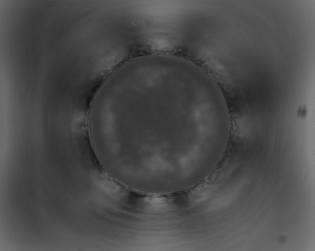 X0000101100419200807171917