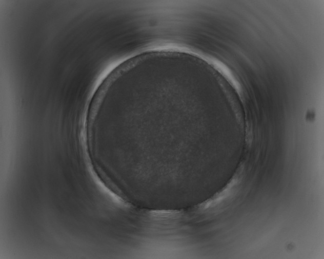 X0000101100863200807171910