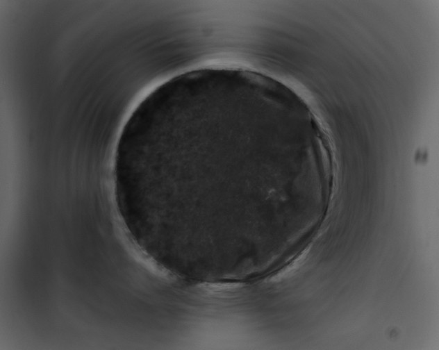 X0000101100864200807171910