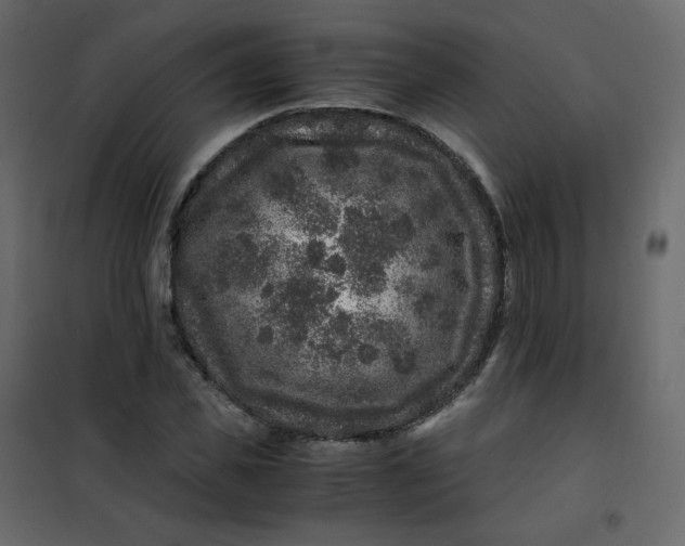 X0000101100925200807171908