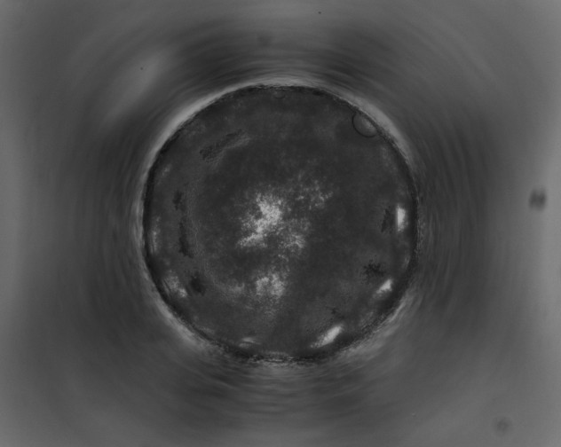 X0000101100935200807171908