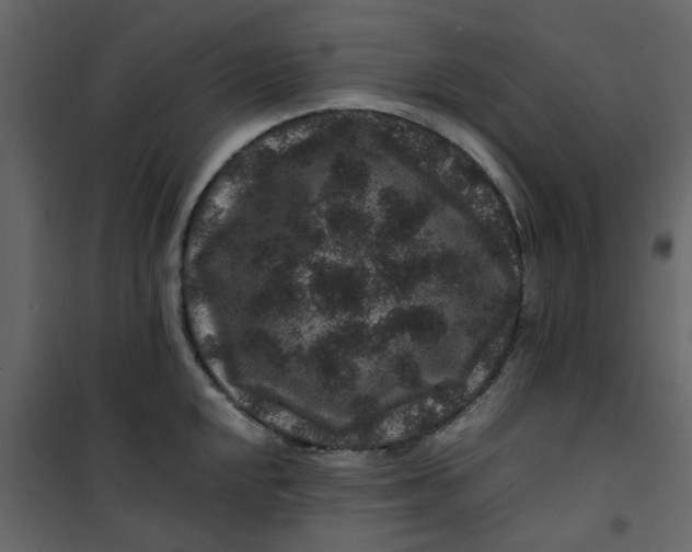 X0000101101048200807171907