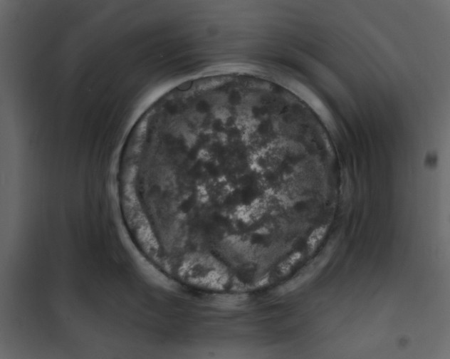 X0000101101055200807171907