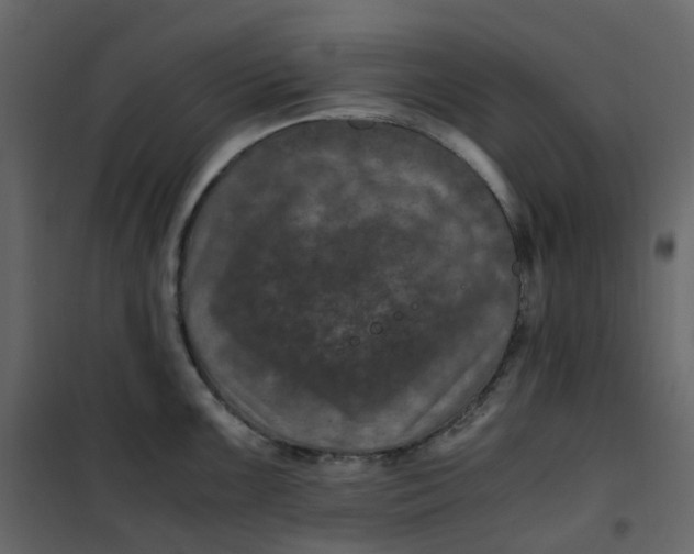 X0000101101099200807171906