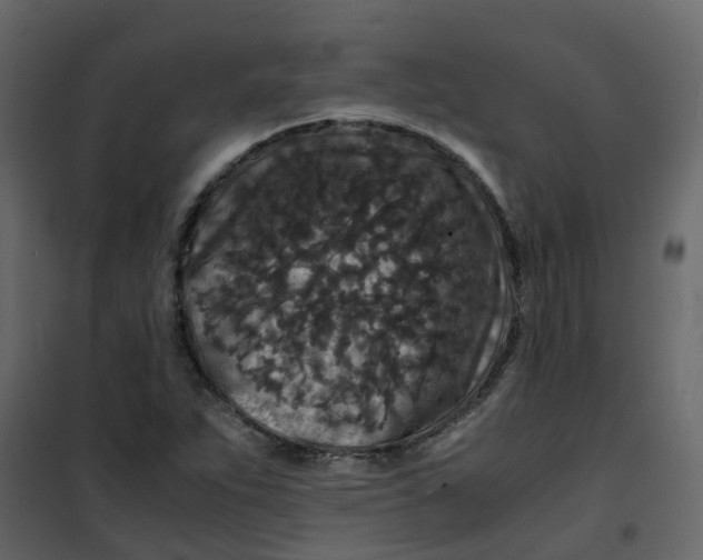 X0000101101263200807171903