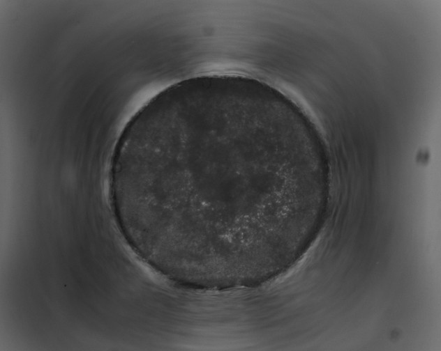 X0000101101277200807171903