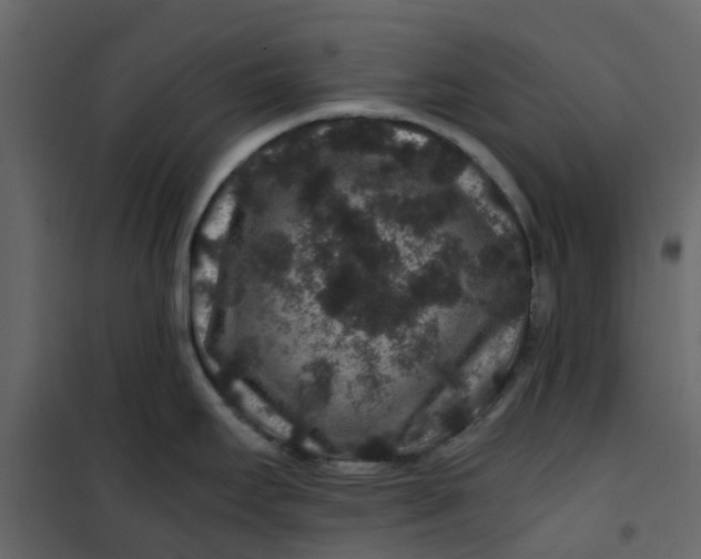 X0000101101295200807171903