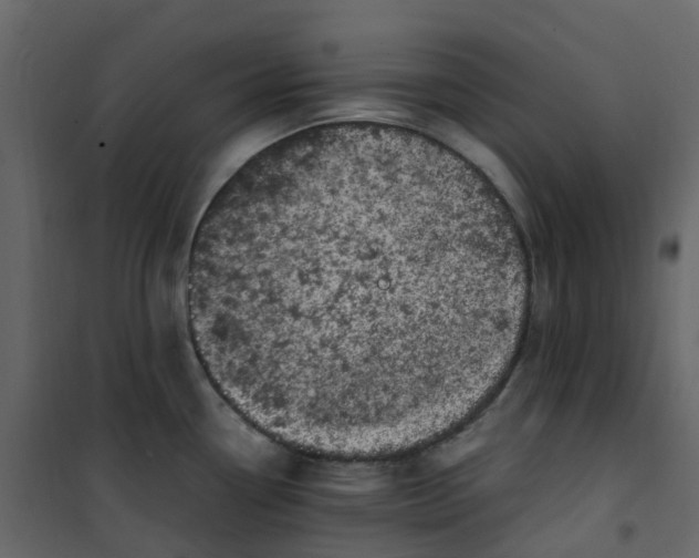 X0000101101338200807171903