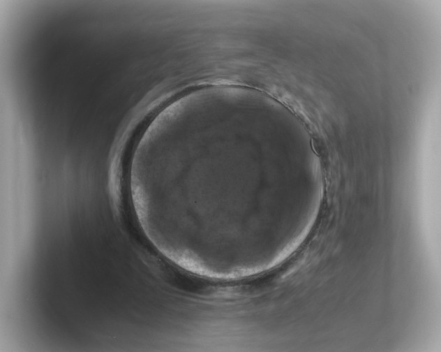 X0000101100295200807241033