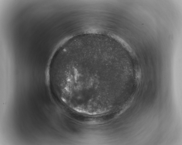 X0000101100678200807241028