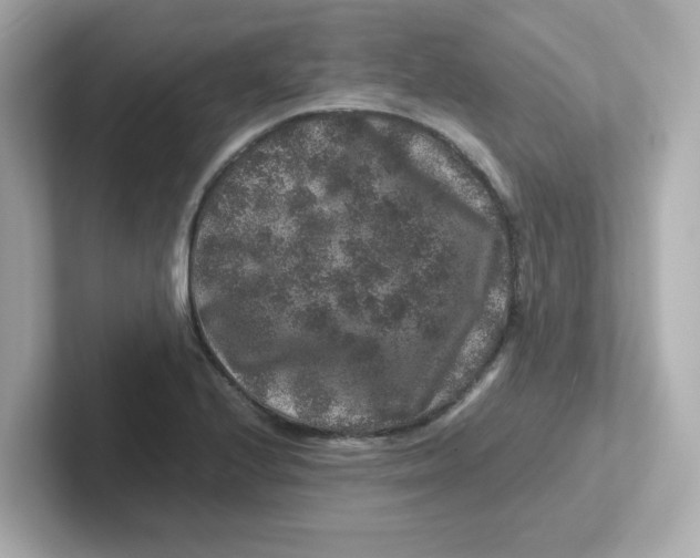 X0000101101224200807241021