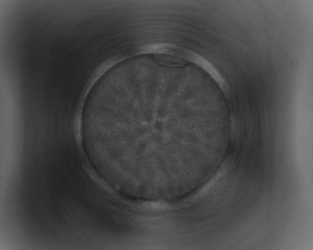 X0000101110994200807101505
