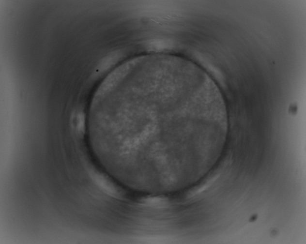 X0000101110067200807171946