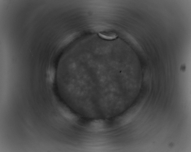 X0000101110076200807171946