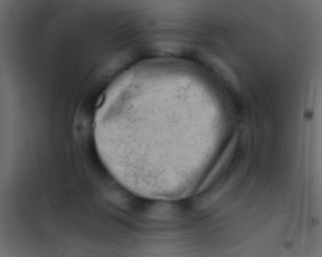 X0000101110123200807171945