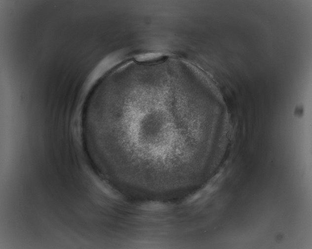 X0000101110198200807171944